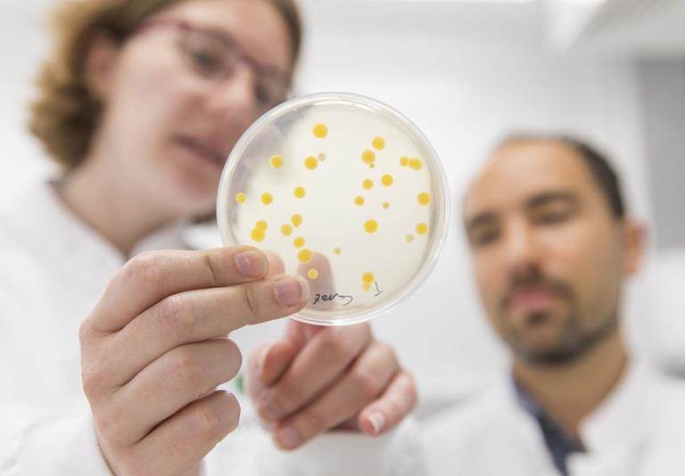 Researcher counts the number of bacterial colonies