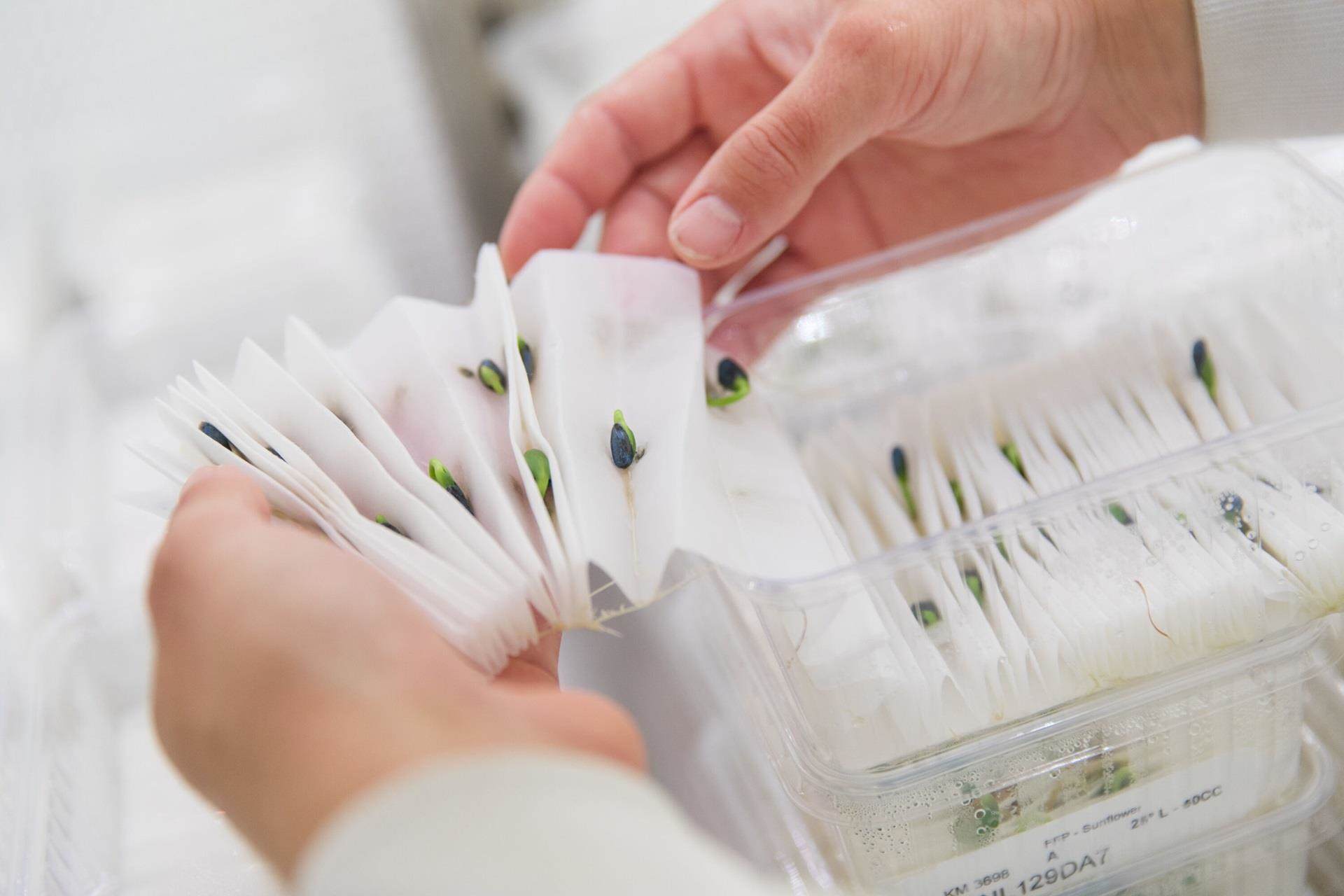 Nurturing seedlings